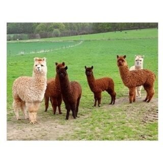 Dieren thema koelkast magneet 3D - alpacas - 9 x 7 cm - dieren liefhebbers