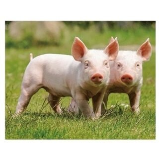 Dieren 3D Biggetjes - Koelkastmagneet - 9x7 cm