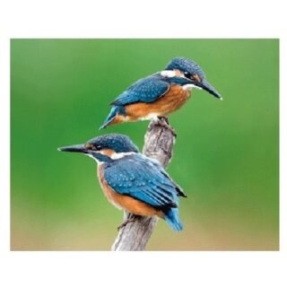 Dieren koelkast magneet - 3D effect - ijsvogels paartje - cadeau - kinderen - vogels