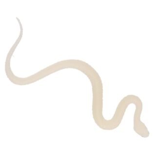 Cornelissen Plastic Slangen - 15 cm - Glow in the dark - Reptielen